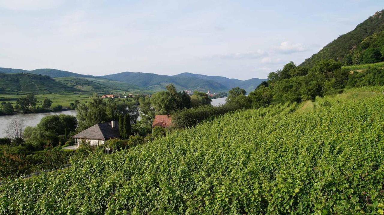Weingut & Gaestezimmer Pammer Mitterarnsdorf エクステリア 写真
